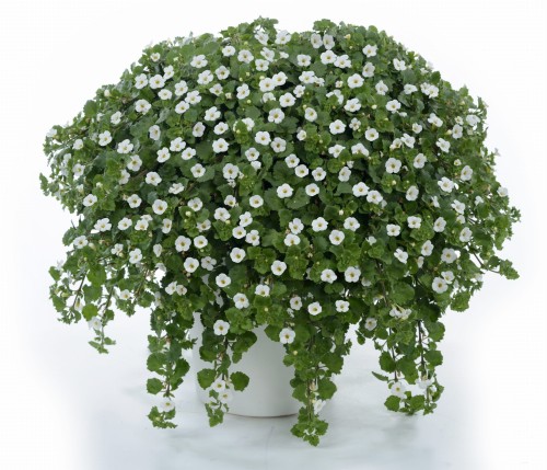 scopia-great-white-impr_bacopa-monnieri_15019_1.jpg