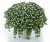 scopia-great-white-impr_bacopa-monnieri_15019_1.jpg