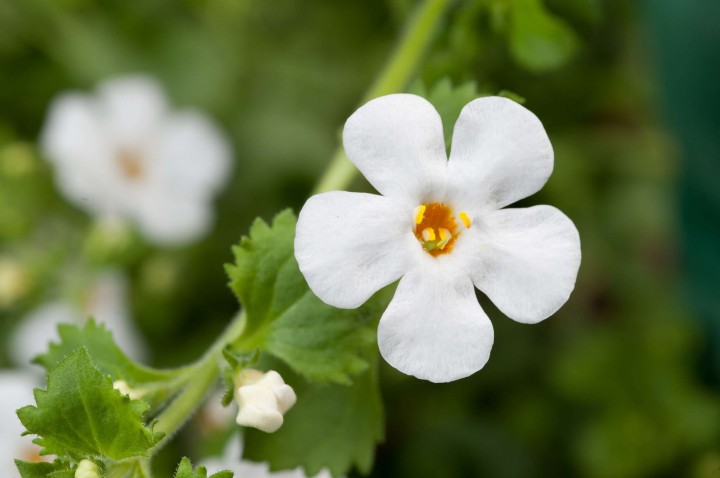 scopia-gulliver-dynamic-white_bacopa-monnieri_15021_1.jpg
