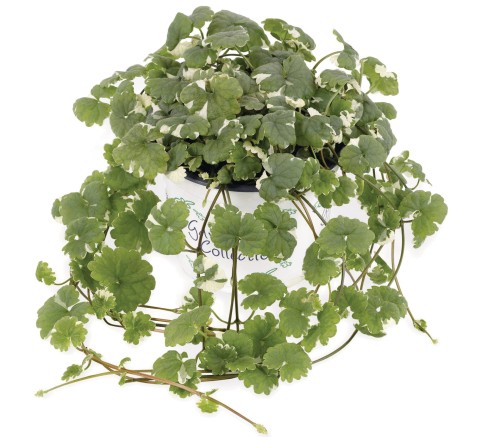 variegata_glechoma-hederacea_15401_2.jpg