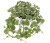 variegata_glechoma-hederacea_15401_2.jpg