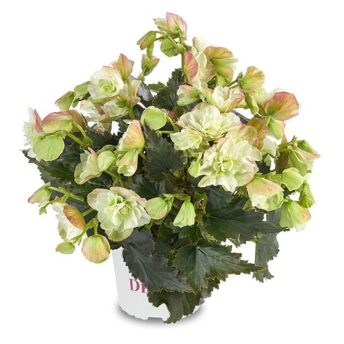 rabatowe-wiosenne-ogrodowebalkonowe_begonia-elatior_14985_1.jpg