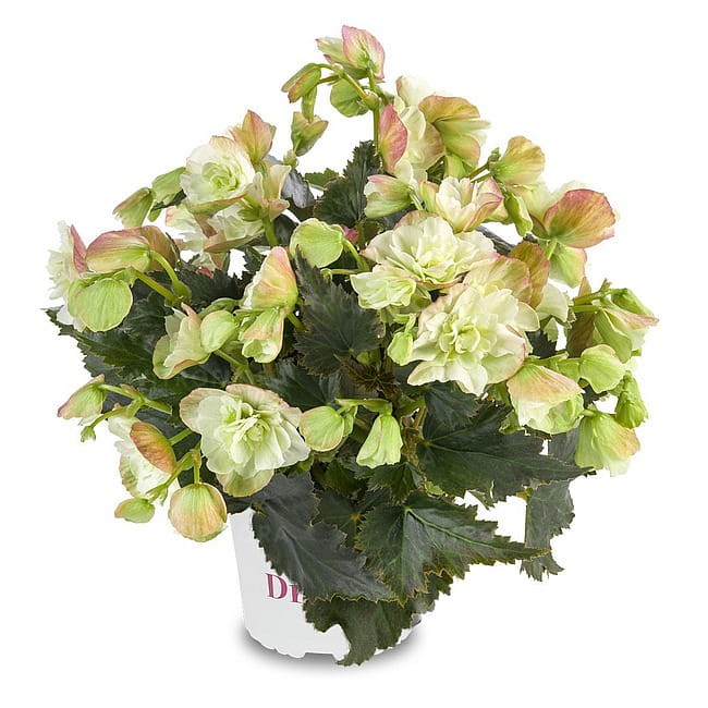 rabatowe-wiosenne-ogrodowebalkonowe_begonia-elatior_14985_1.jpg