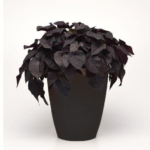 black-heart_ipomea-batatas_15603_2.jpg