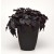 black-heart_ipomea-batatas_15603_2.jpg