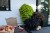 bright-ideas-lime_ipomea-batatas_15607_2.jpg