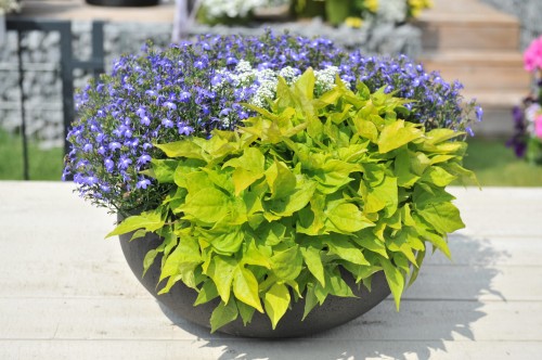 bright-ideas-lime_ipomea-batatas_15607_3.jpg