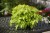 bright-ideas-lime_ipomea-batatas_15607_4.jpg