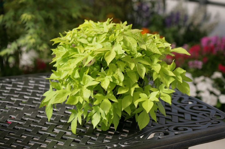 bright-ideas-lime_ipomea-batatas_15607_4.jpg