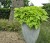 bright-ideas-lime_ipomea-batatas_15607_5.jpg