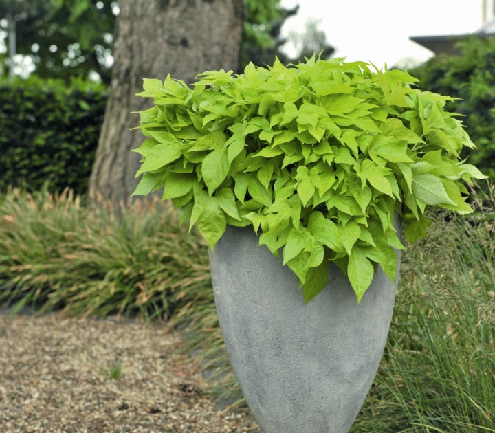 bright-ideas-lime_ipomea-batatas_15607_5.jpg