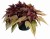 bright-ideas-rusty-red_ipomea-batatas_15608_1.jpg