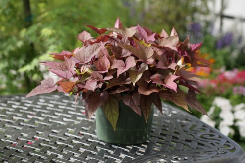 bright-ideas-rusty-red_ipomea-batatas_15608_2.jpg