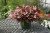 bright-ideas-rusty-red_ipomea-batatas_15608_2.jpg