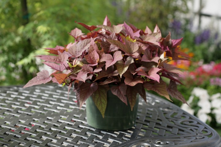 bright-ideas-rusty-red_ipomea-batatas_15608_2.jpg