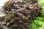 bright-ideas-rusty-red_ipomea-batatas_15608_3.jpg