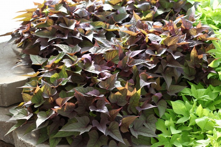 bright-ideas-rusty-red_ipomea-batatas_15608_3.jpg