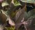 bright-ideas-rusty-red_ipomea-batatas_15608_4.jpg
