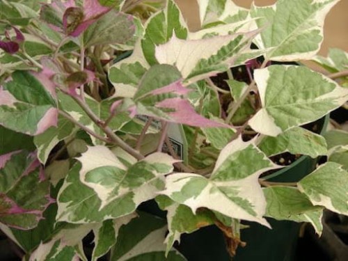 colored-leafs_ipomea-batatas_15610_2.jpg