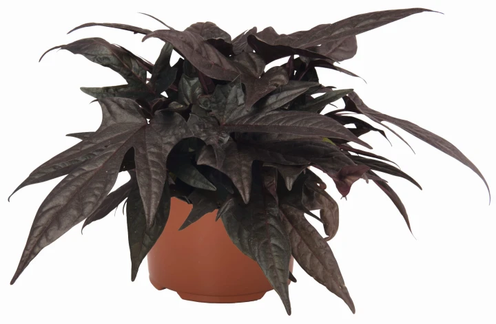 floramia-black_ipomea-batatas_15613_1.jpg