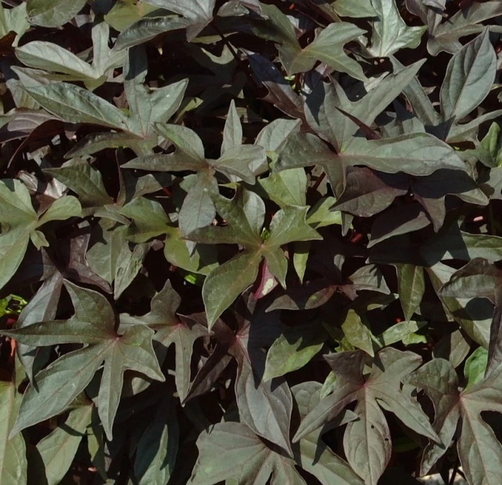 red_ipomea-batatas_15617_1.jpg