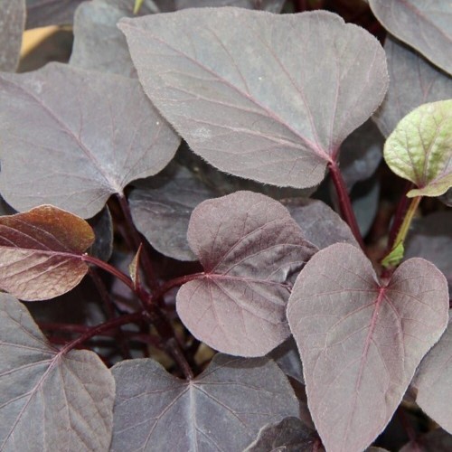 red-round-leave_ipomea-batatas_16695_1.jpg
