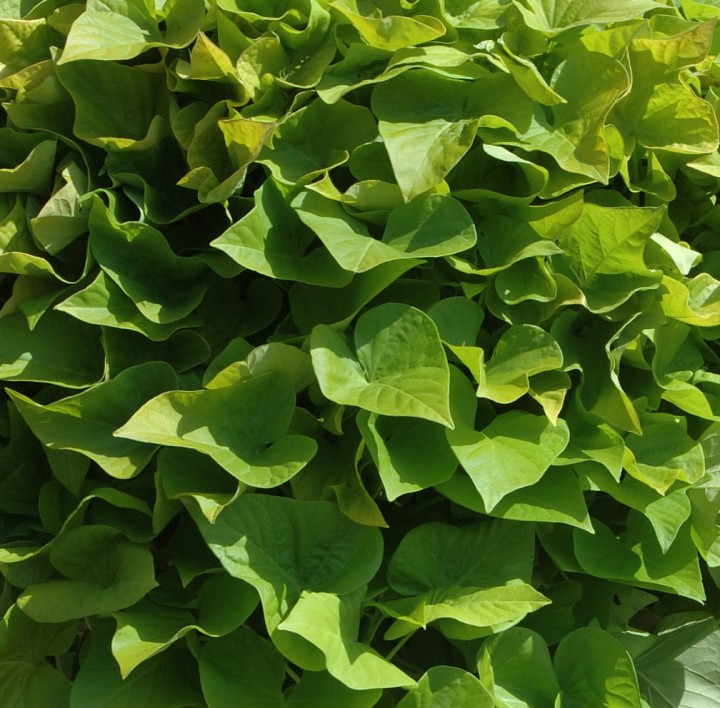 yellow_ipomea-batatas_15618_1.jpg