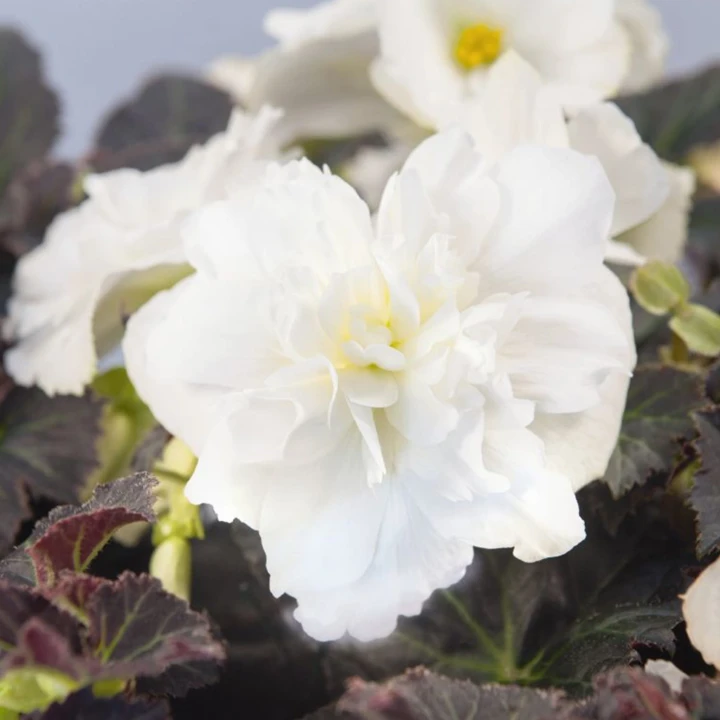 joy-mocca-white_begonia-x-tuberhybrida_40725_2.jpg