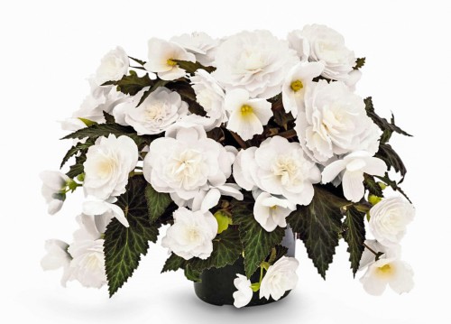 joy-mocca-white_begonia-x-tuberhybrida_40725_1.jpg