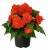 joy-orange_begonia-x-tuberhybrida_40738_1.jpg
