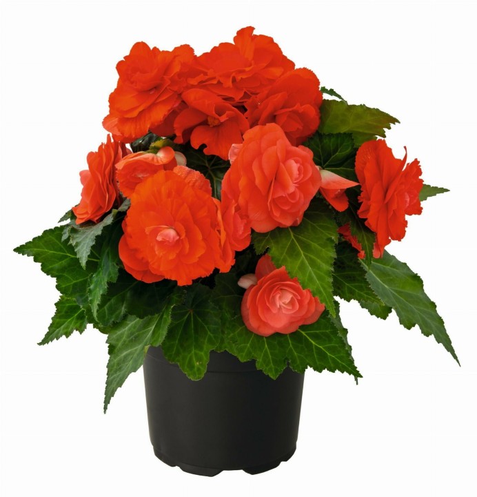 joy-orange_begonia-x-tuberhybrida_40738_1.jpg