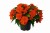 joy-orange_begonia-x-tuberhybrida_40738_2.jpg