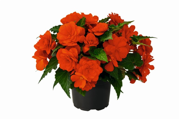 joy-orange_begonia-x-tuberhybrida_40738_2.jpg