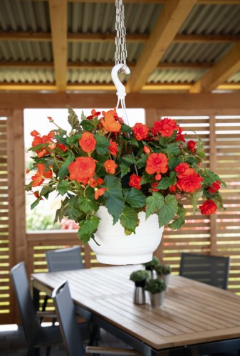 joy-orange_begonia-x-tuberhybrida_40738_3.jpg