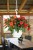 joy-orange_begonia-x-tuberhybrida_40738_3.jpg