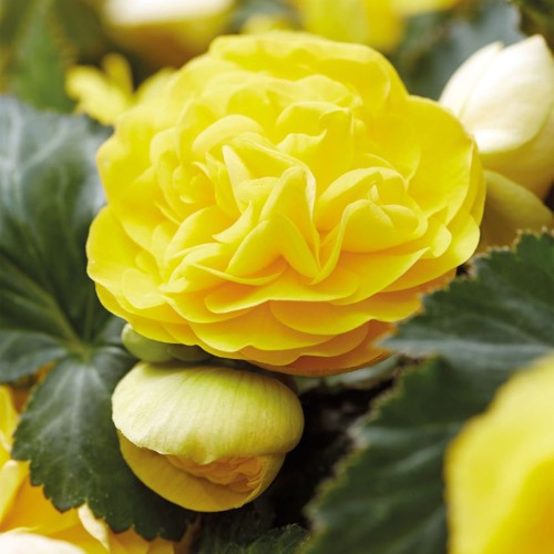 joy-yellow_begonia-x-tuberhybrida_40723_3.jpg