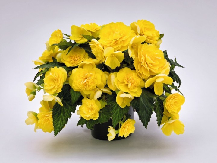 joy-yellow_begonia-x-tuberhybrida_40723_1.jpg