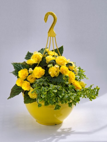 joy-yellow_begonia-x-tuberhybrida_40723_2.jpg