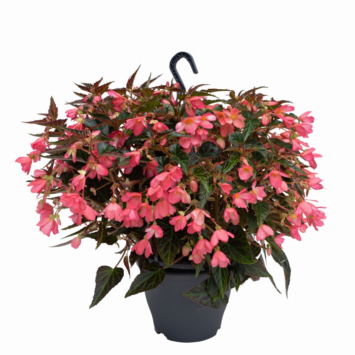 reefs-light-pink_begonia-boliviensis_40844_1.jpg