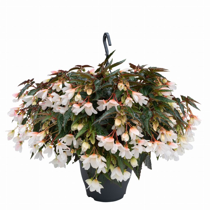 reefs-white_begonia-boliviensis_40845_1.jpg