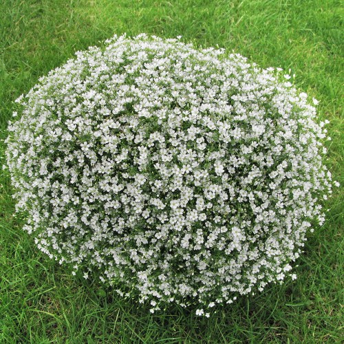 gypsy-white_gypsophila-muralis_74250_1.jpg
