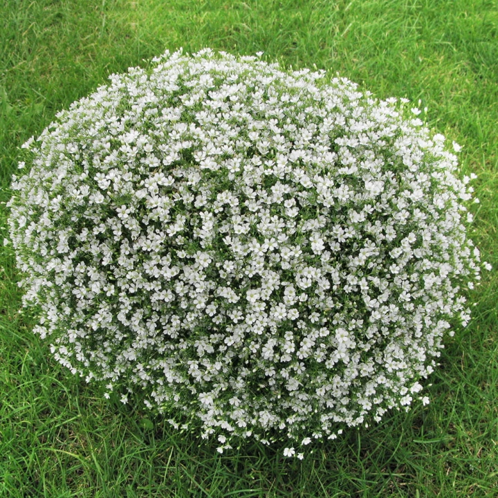 gypsy-white_gypsophila-muralis_74250_1.jpg