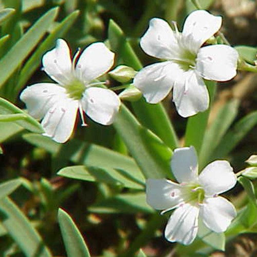 gypsy-white_gypsophila-muralis_74250_2.jpg