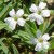 gypsy-white_gypsophila-muralis_74250_2.jpg