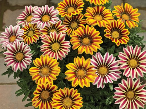 big-kiss-mix_gazania-splendens_47842_1.jpg