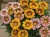 big-kiss-mix_gazania-splendens_47842_1.jpg