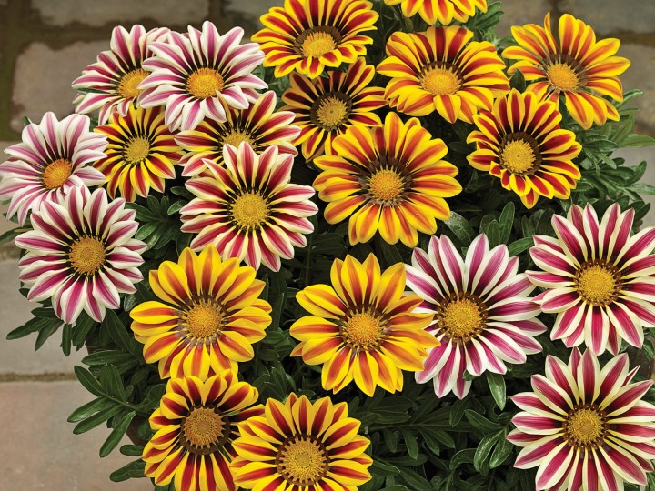big-kiss-mix_gazania-splendens_47842_1.jpg