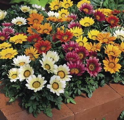 kiss-mix_gazania-splendens_47808_1.jpg