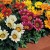 kiss-mix_gazania-splendens_47808_2.jpg