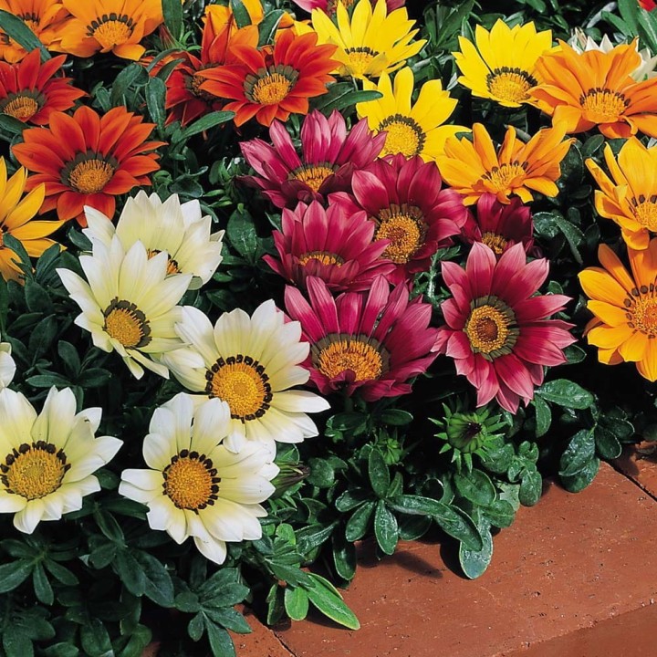 kiss-mix_gazania-splendens_47808_2.jpg